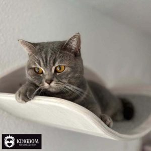 Petshonk katten Lounger Cozy